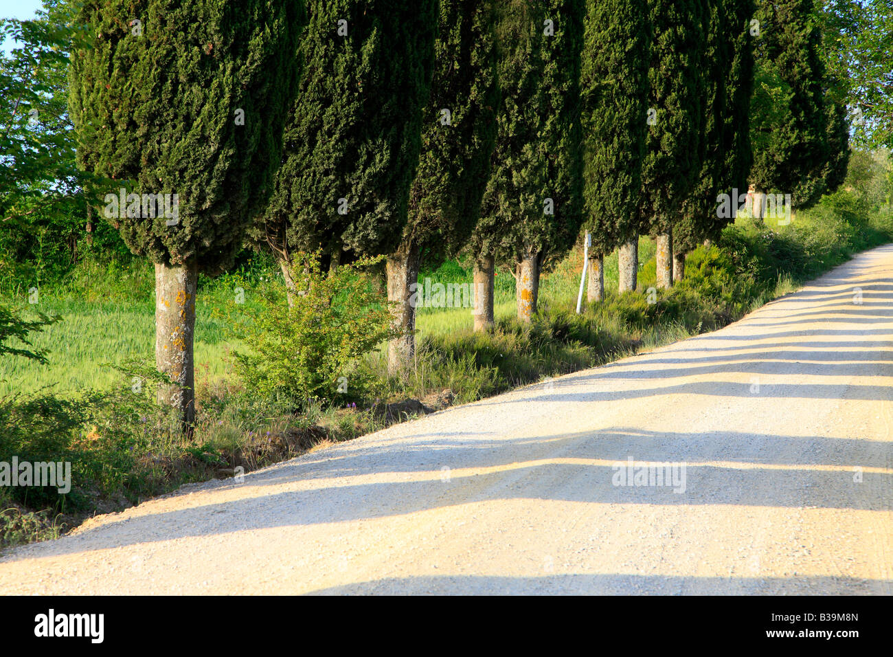 Road with cyprus trees near Pienza, Tuscany, Italy Stock Photo