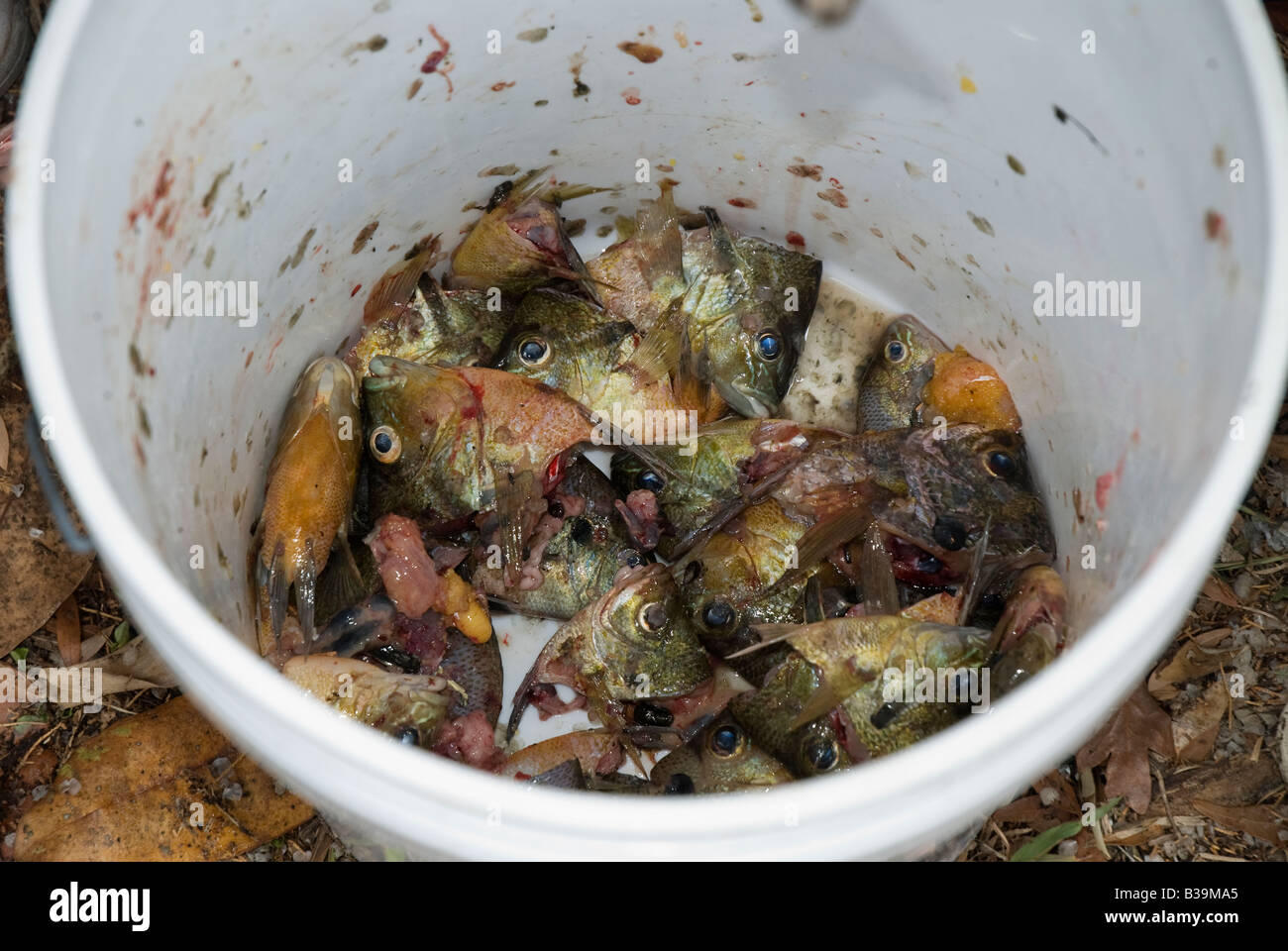 fish remains after cleaning morning catch from Suwannee River North Florida Stock Photo