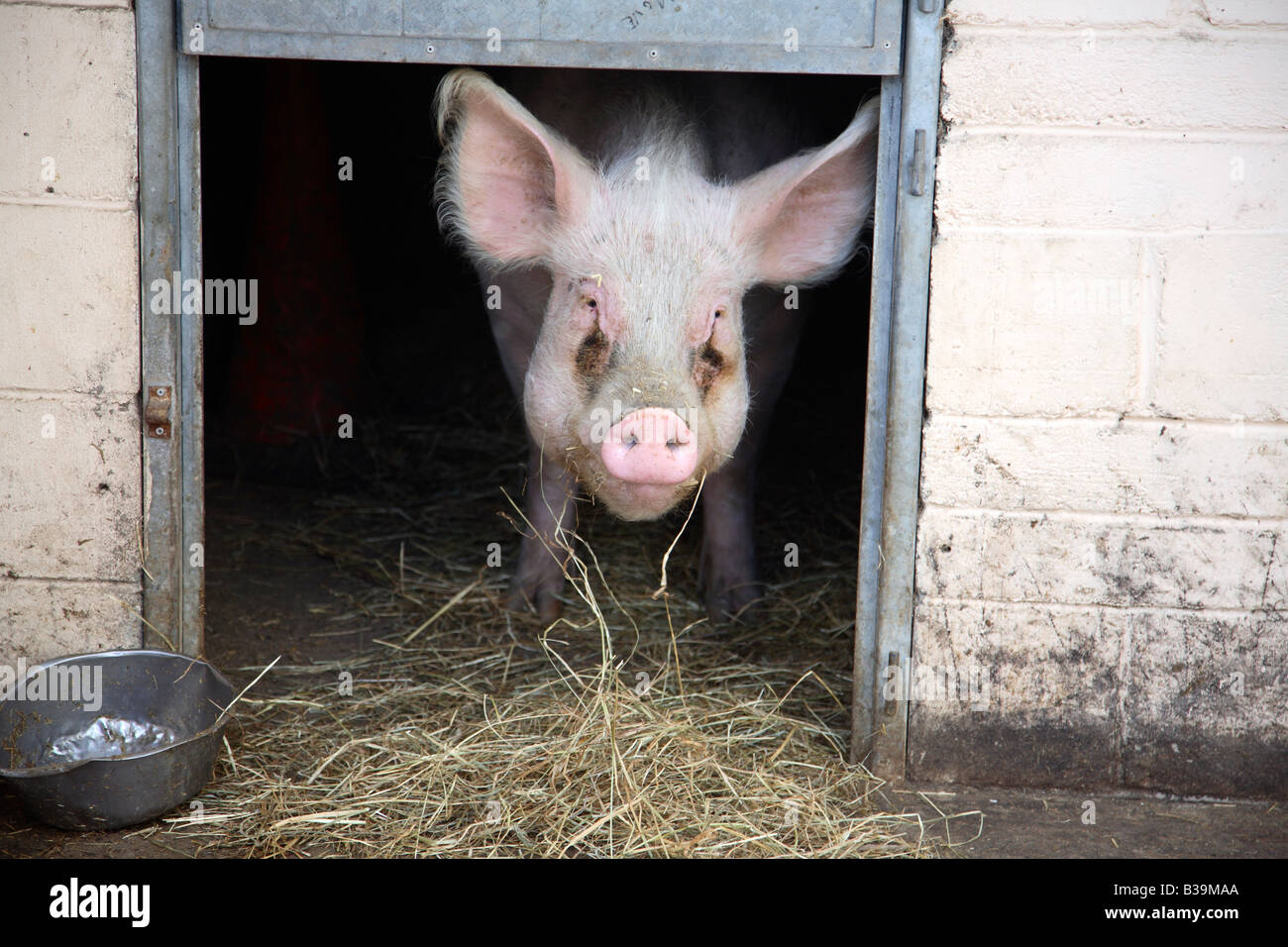 Free range pig Stock Photo