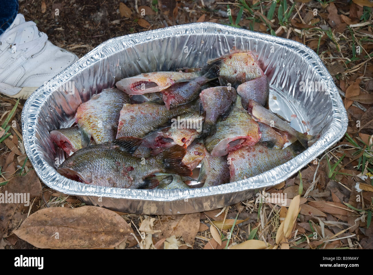 cleaned fish ready for frying from Suwannee River North Florida Stock Photo