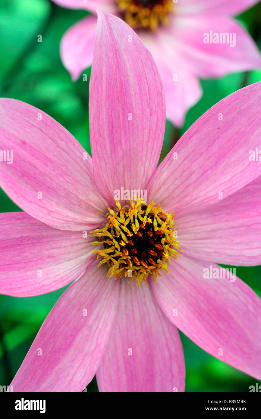 DAHLIA MAGENTA STAR Stock Photo Alamy