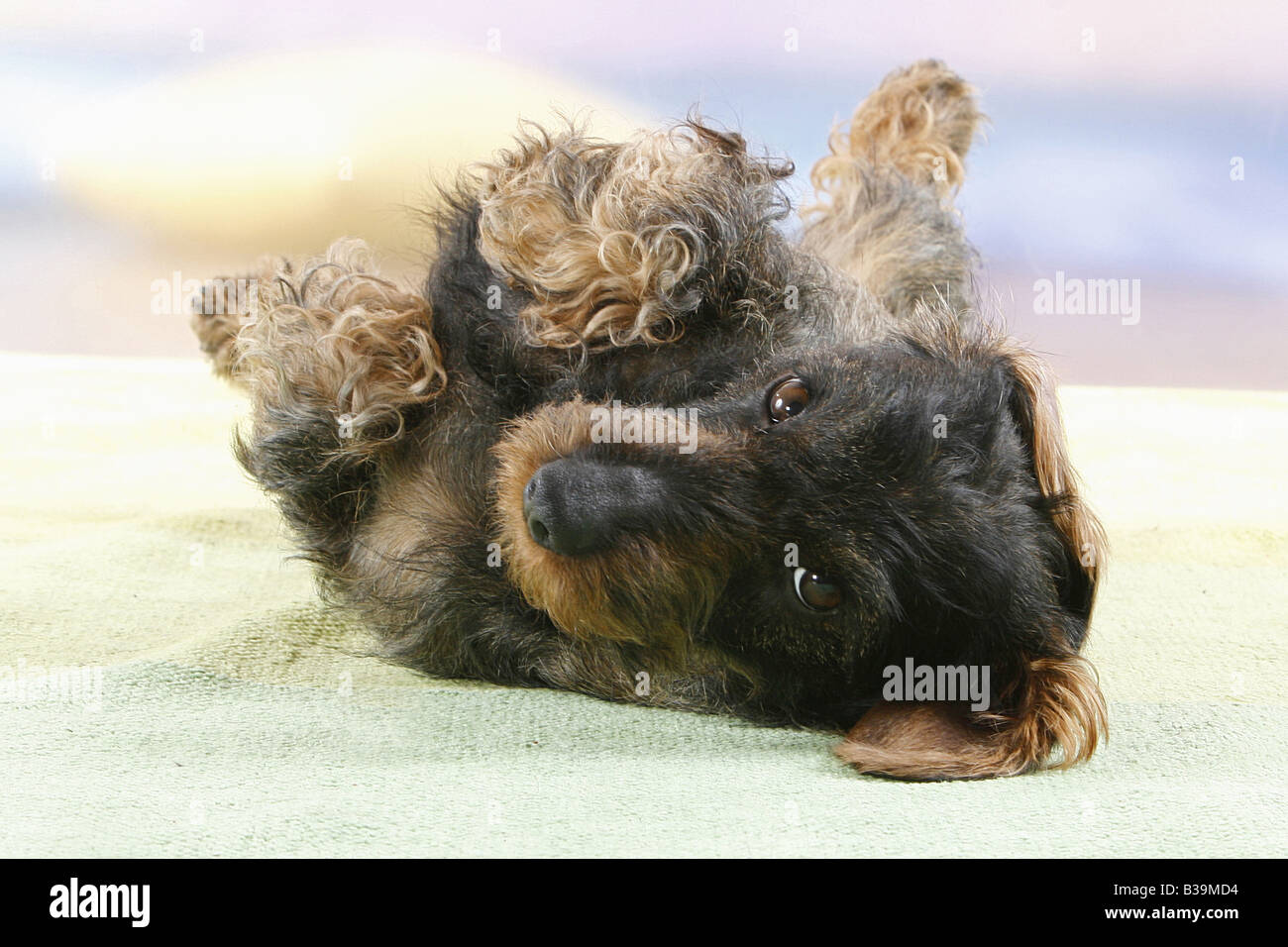 Wire-haired dachshund - lying on back Stock Photo - Alamy