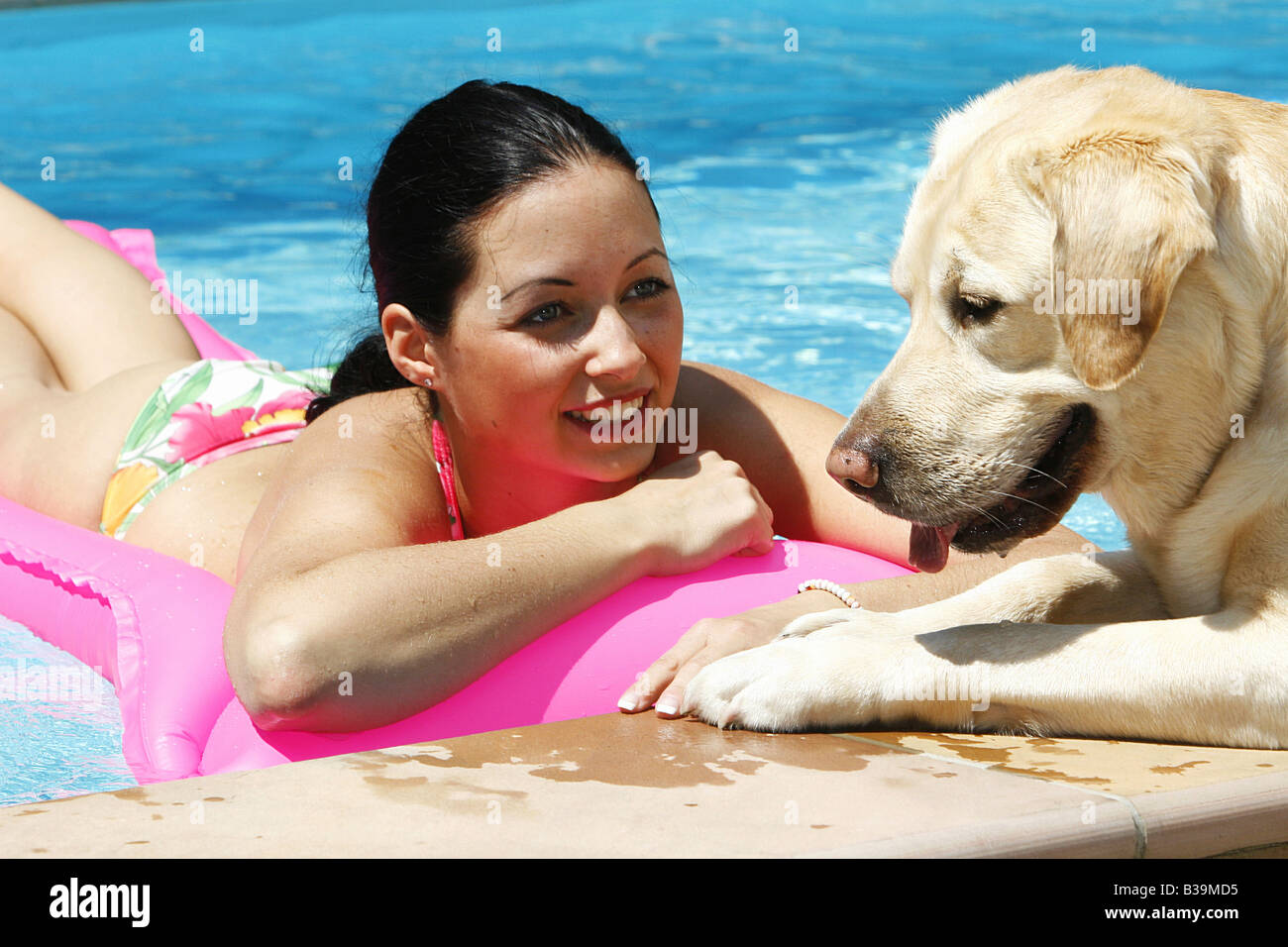 Labrador Retriever - lying at pool next to young woman on airbed Stock Photo