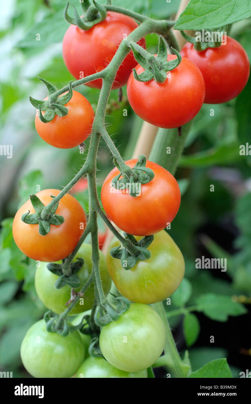 TOMATE ARRANCA TOMATO GROWN FROM SEED COLLECTED FROM SUPERMARKET BOUGHT FRUITS Stock Photo