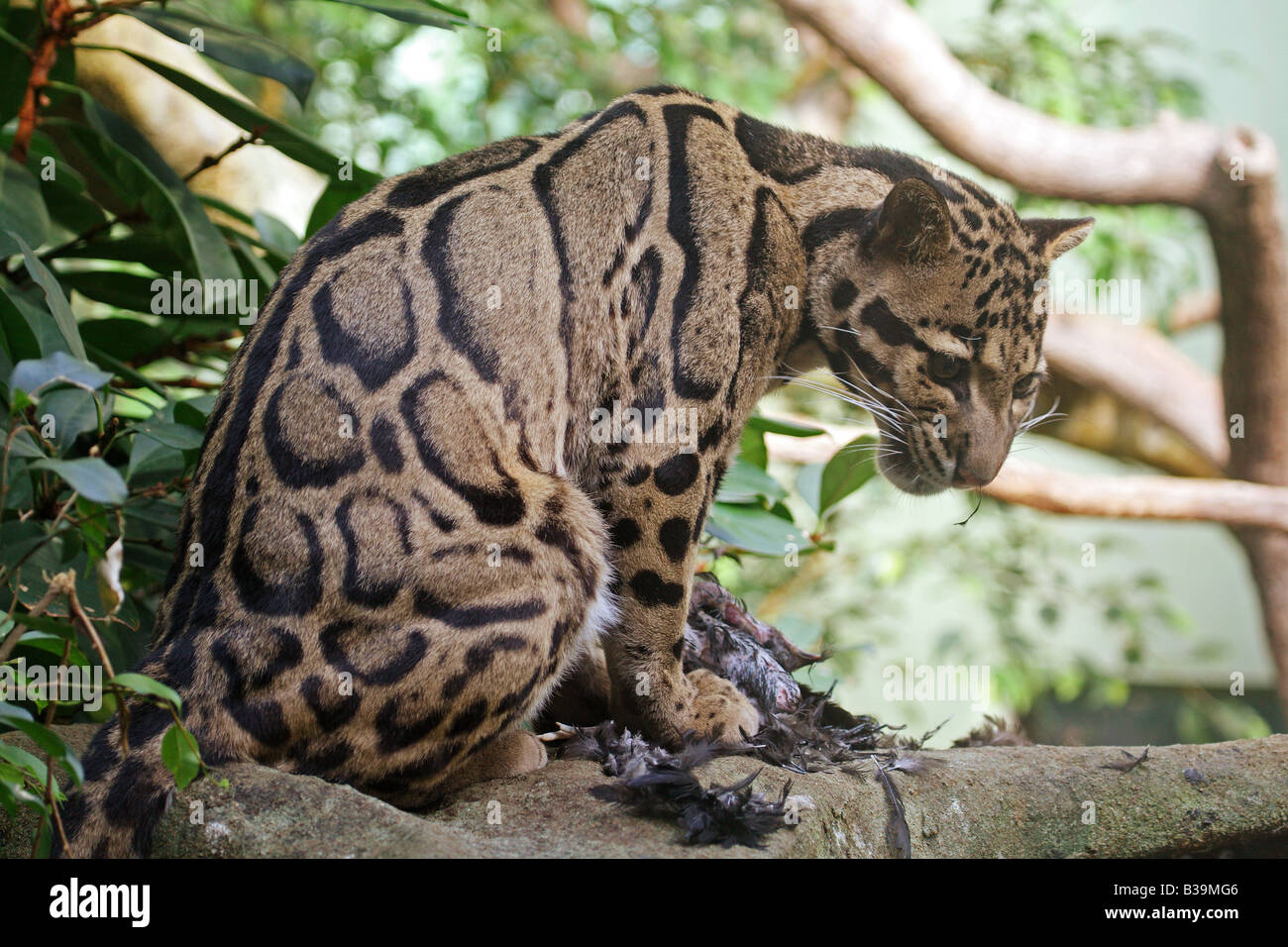 Clouded Leopard with prey / Neofelis nebulosa Stock Photo