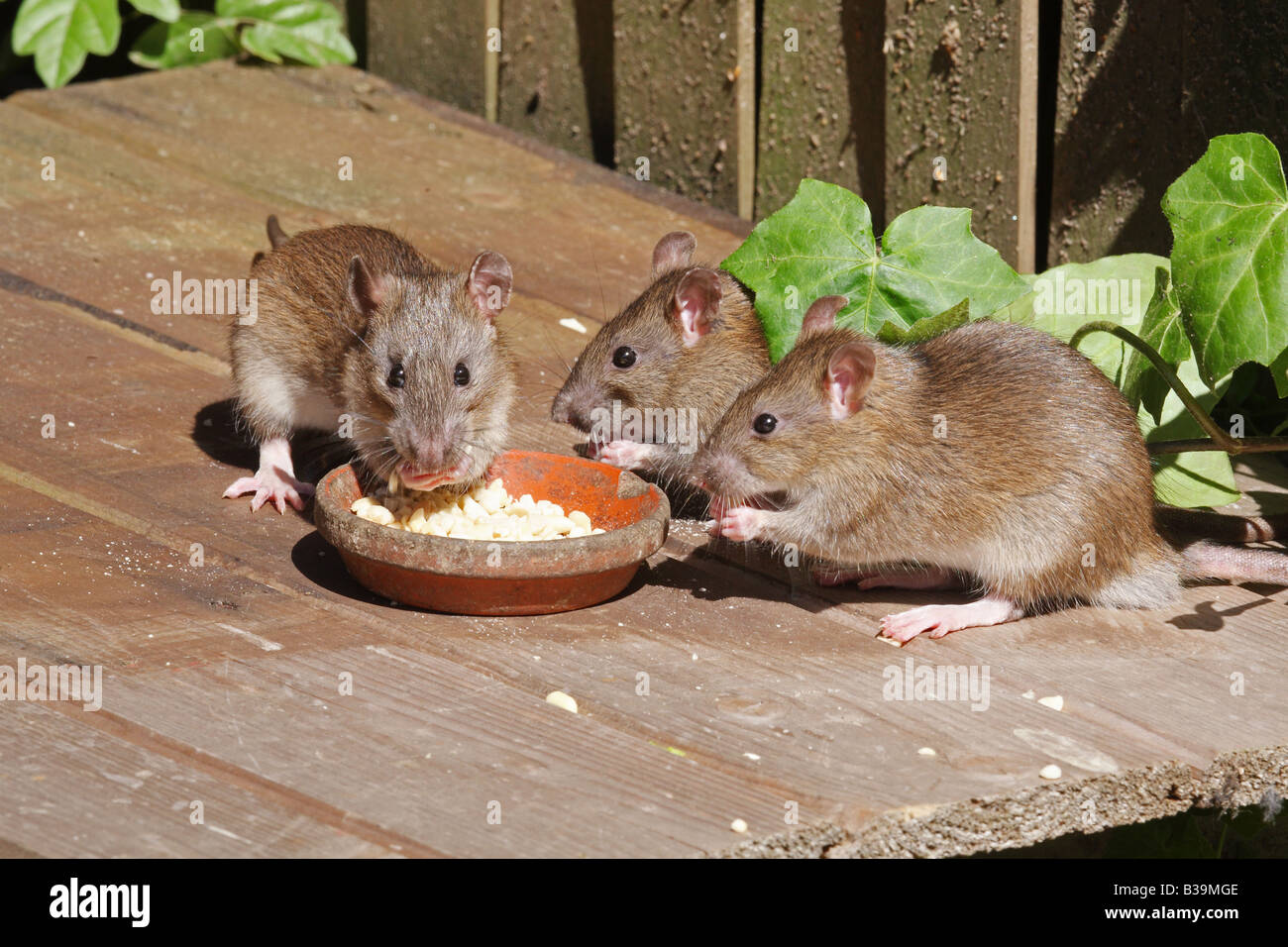 Norwegian rats hires stock photography and images Alamy