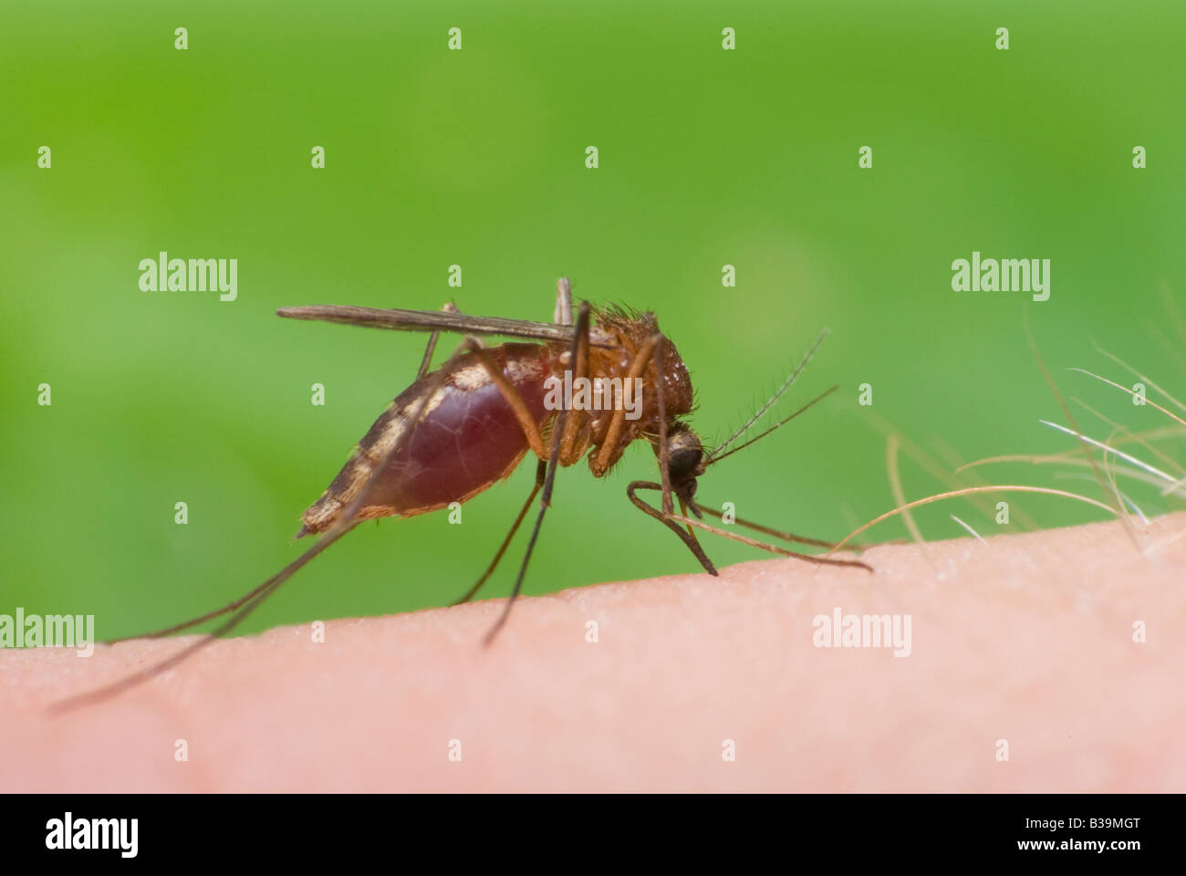 biting mosquito with blood (1) Stock Photo