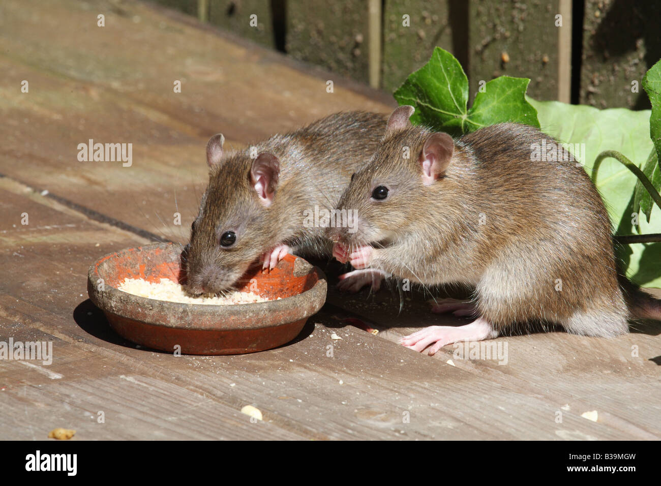 two young brown rats at feeding bowl / Rattus norvegicus Stock Photo