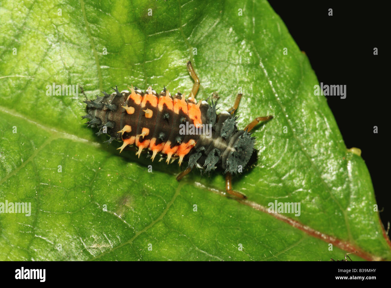 ladybird - larva on leaf / Propylea quatuordecimpunctata Stock Photo