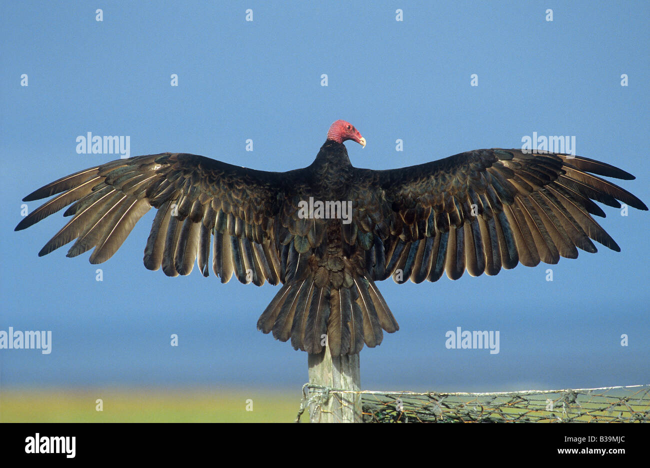 Turkey Vulture - outspread wings / Cathartes aura Stock Photo