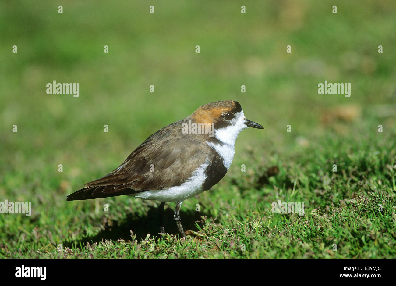 Plover Color Two banded plovers hi-res stock photography and images - Alamy