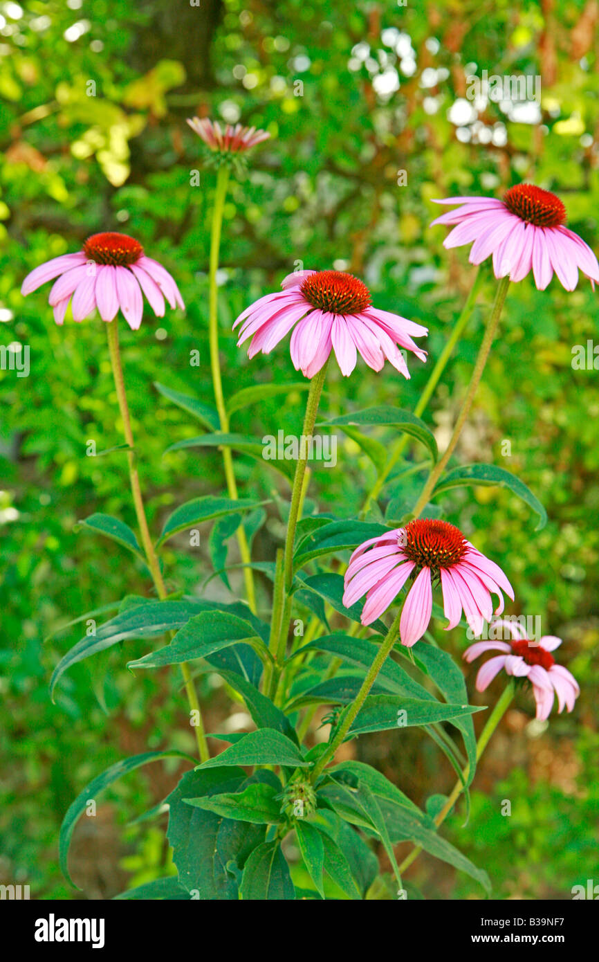 Purple coneflowers (Echinacea purpurea Stock Photo Alamy
