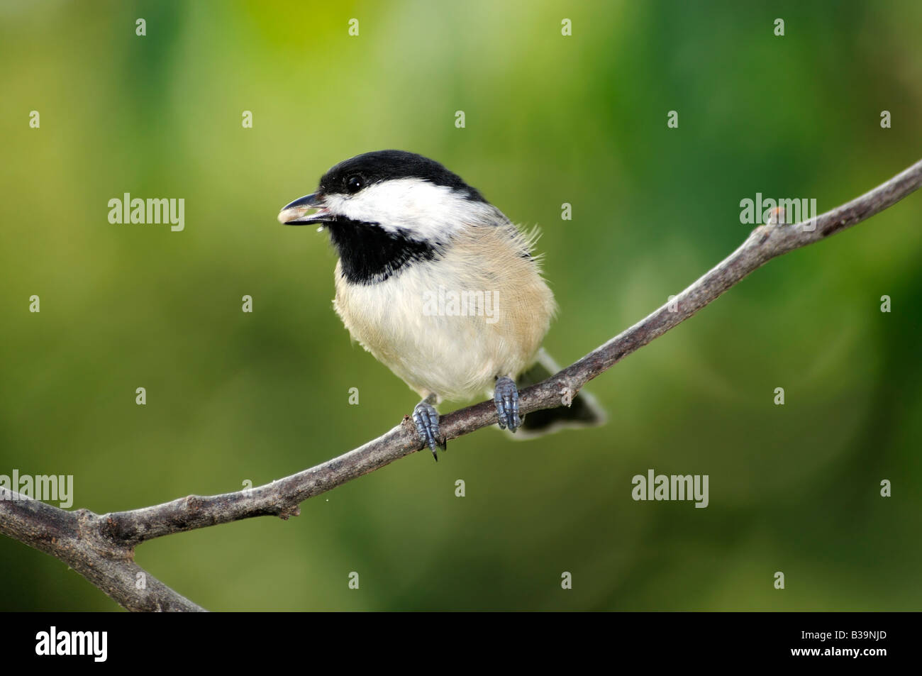 A Black capped Chickadee, Poecile atricapilla, perches on a branch. Oklahoma, USA Stock Photo