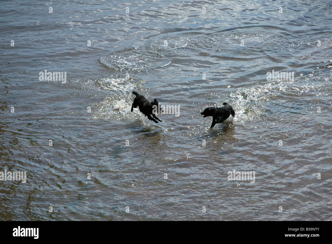 Two small black dogs run through shallow water on a beach at Torquay Stock Photo