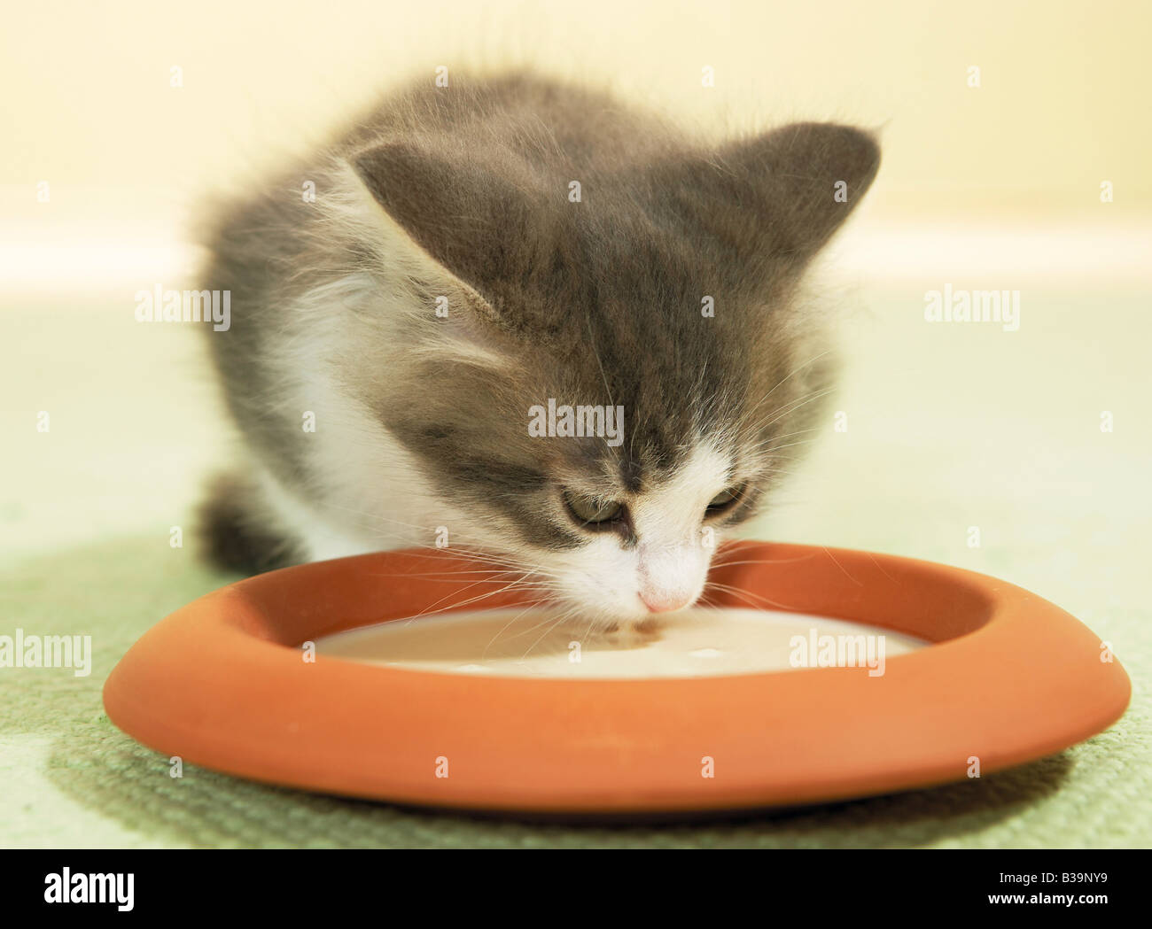 Maine Coon kitten drinking milk Stock Photo Alamy