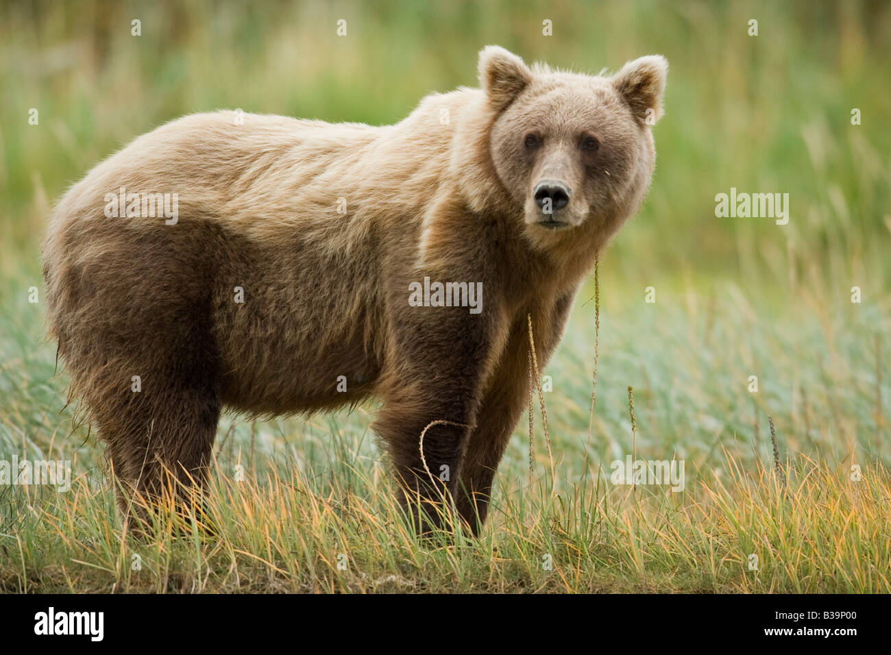 Ursus arctos middendorffi hires stock photography and images Alamy