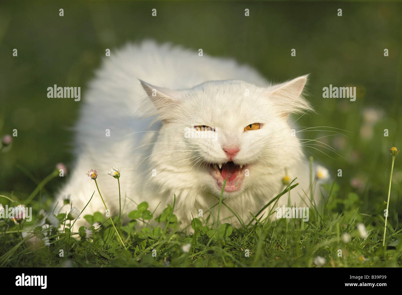 Maine Coon on meadow hissing Stock Photo Alamy