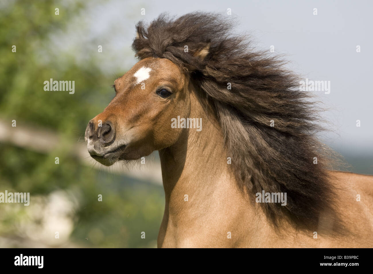 American Miniature Horse - Portrait Stock Photo