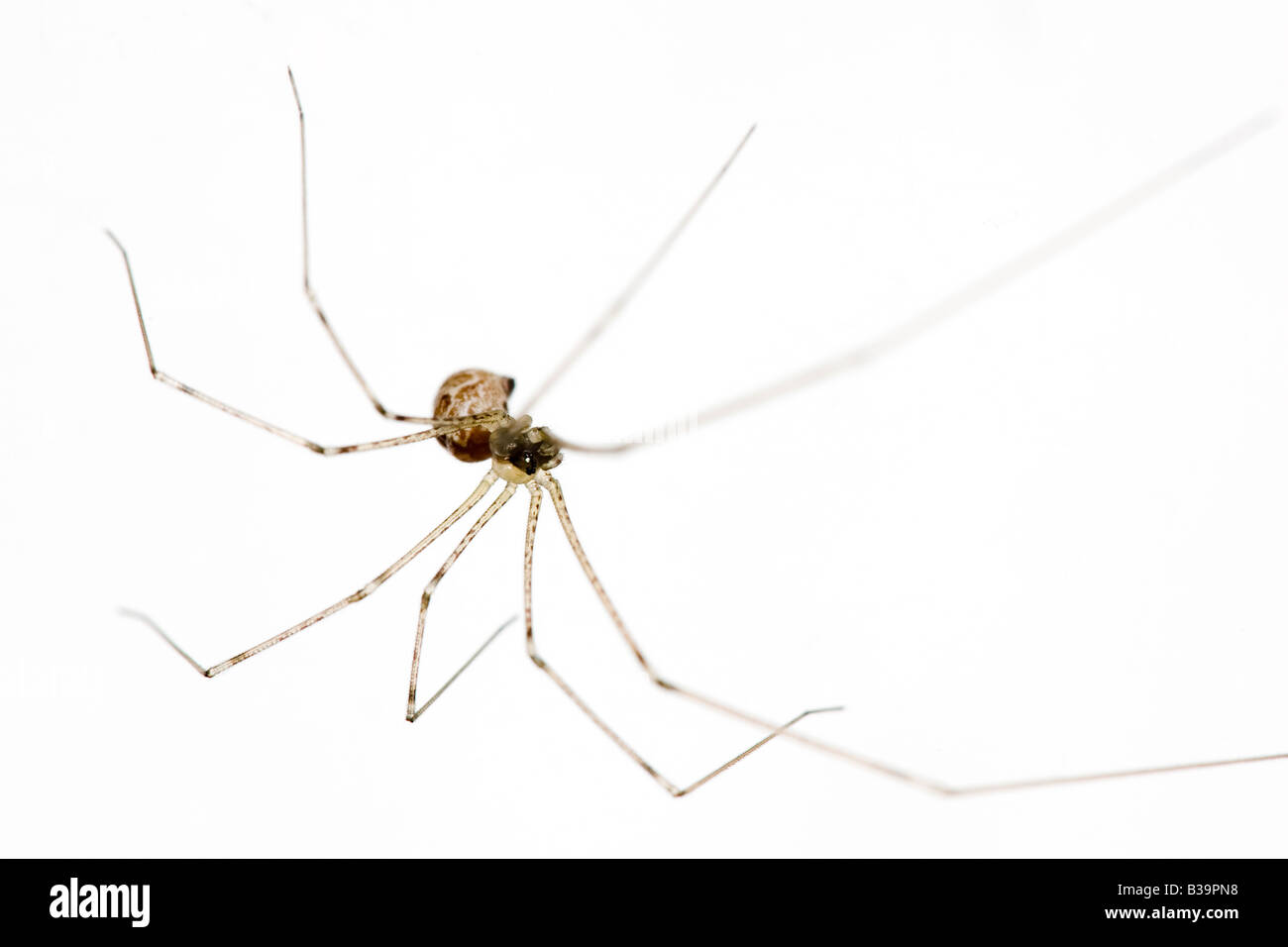 Long legs on spider hi-res stock photography and images - Alamy