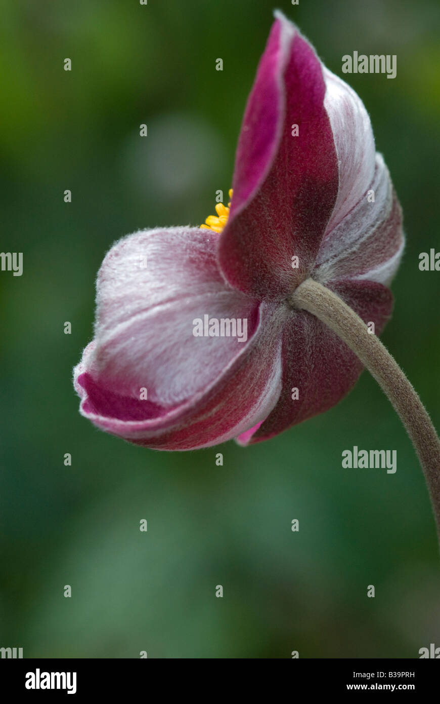 Rear of Single Flower Stock Photo