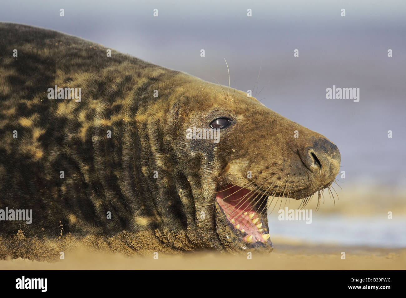 Gray Seal Grey Seal Halichoerus grypus male bull calling aggressively Stock Photo