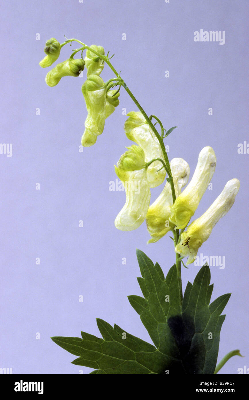 Badgers Bane, Wolfsbane (Aconitum lycoctonum, Aconitum vulparia) flowering studio picture Stock Photo