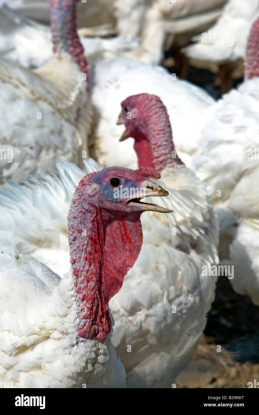 Turkey in flock close view. Norbest Turkey in Central Utah Stock Photo