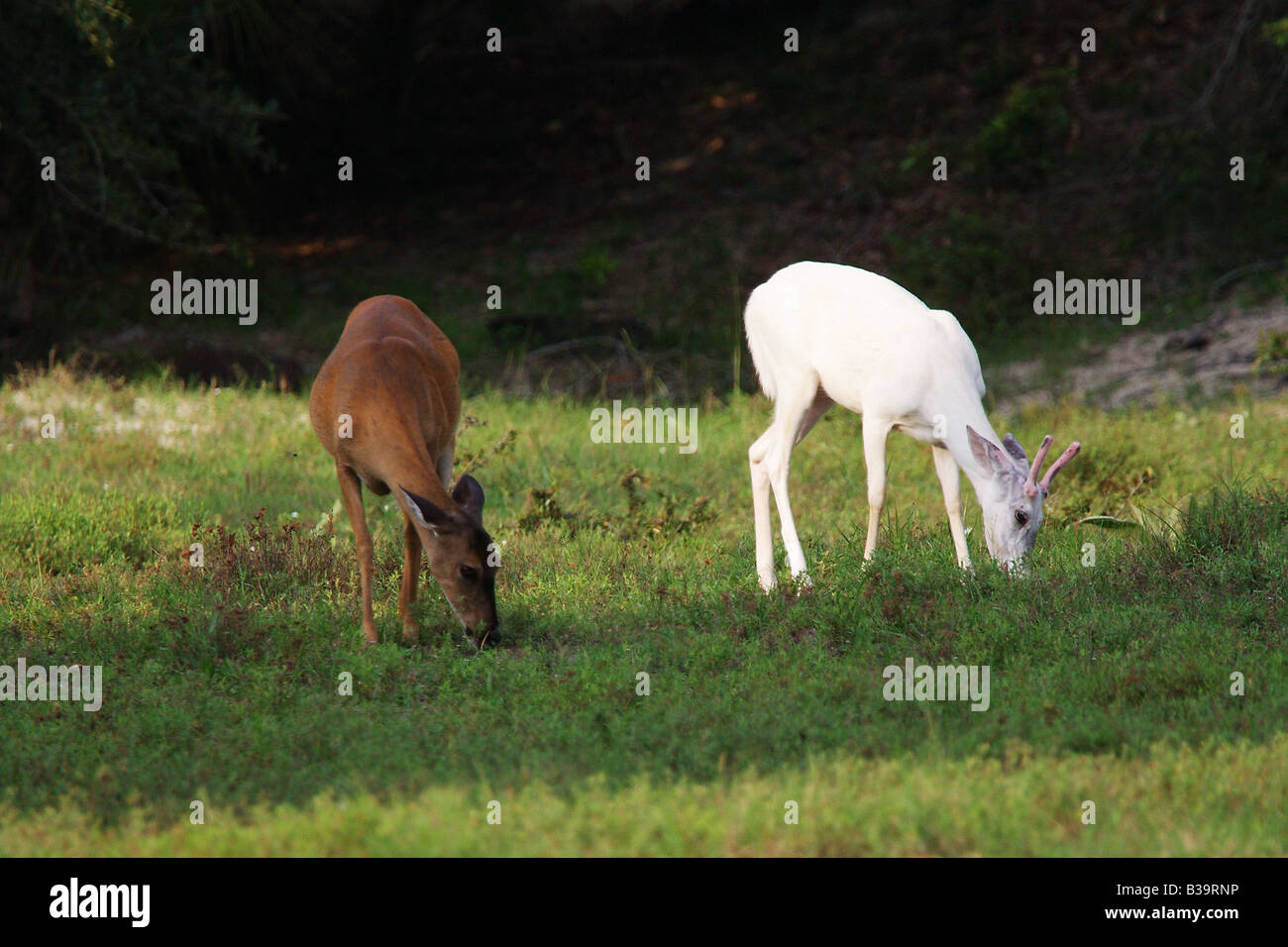 White tailed deer grazing on Cumberland Island Stock Photo Alamy