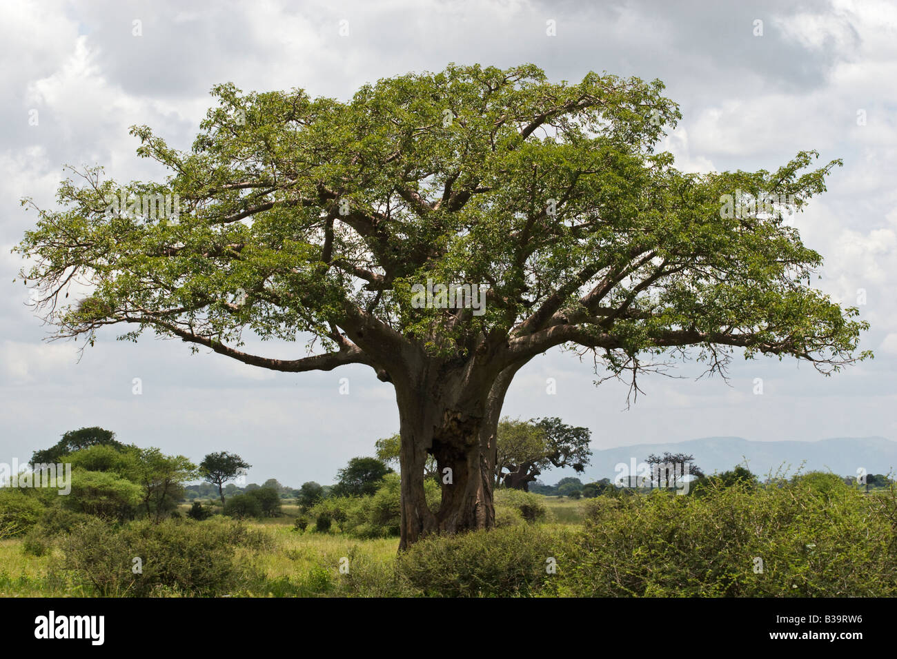 A giant BAOBAB TREE Adansonia digitata with a hole through the trunk TARANGIRE NATIONAL PARK TANZANIA Stock Photo