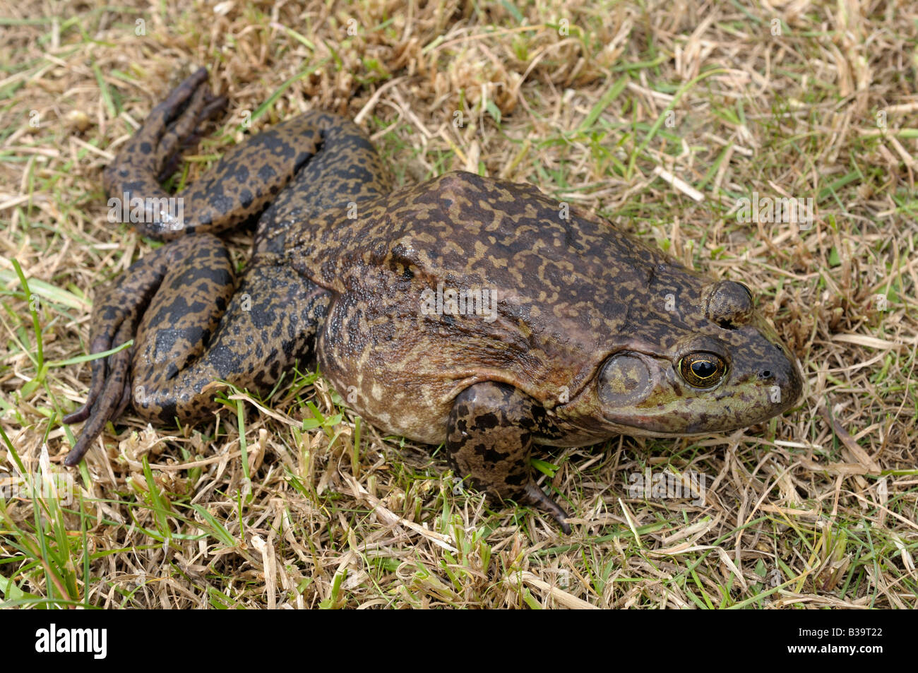 American Bullfrog (Rana catesbeiana, Lithobates catesbeianus), female pressing itself close to the ground to avoid danger Stock Photo