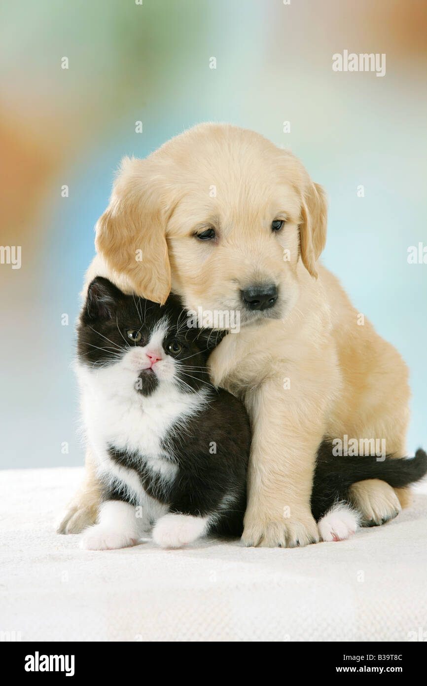 british golden retriever puppy