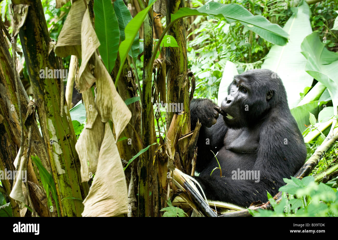 Gorilla eating hires stock photography and images Alamy