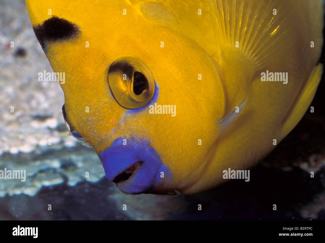 Apolemichthys trimaculatus, Threespot AngelFish, Pomacanthidae Stock Photo