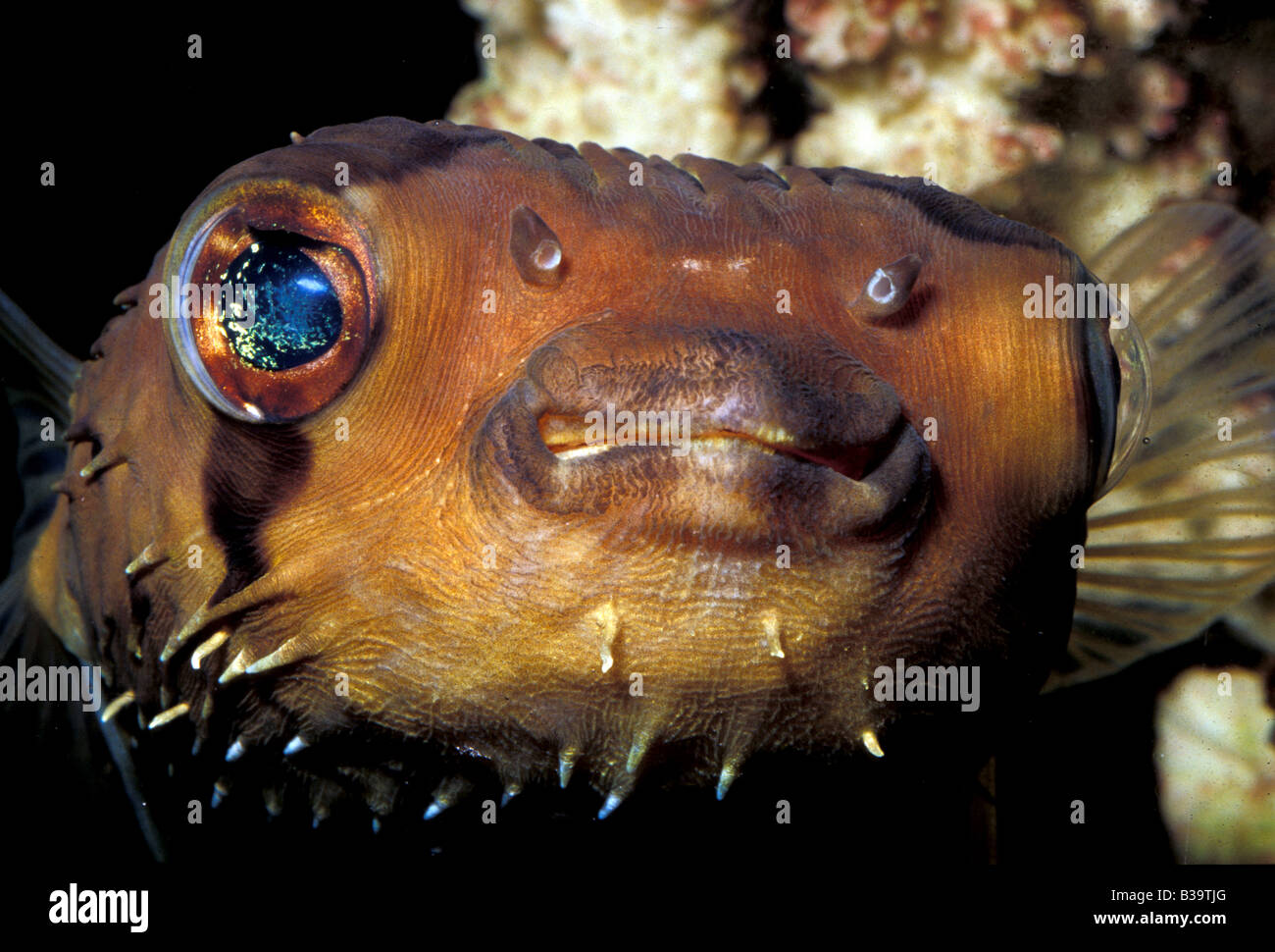 Balloonfish Diodon holacanthus, Tetraodontidae Stock Photo - Alamy