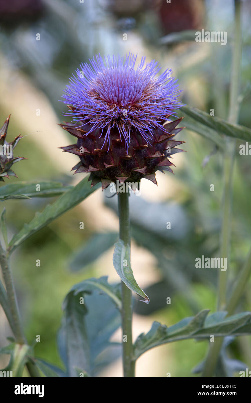 cardoon cynara cardunculus artichoke thistle plant growing and