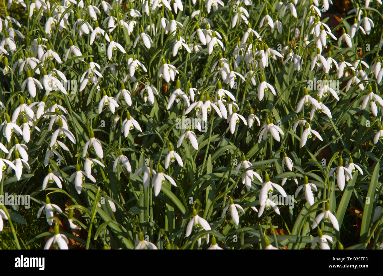 Carpet of snowdrops in early spring UK Stock Photo