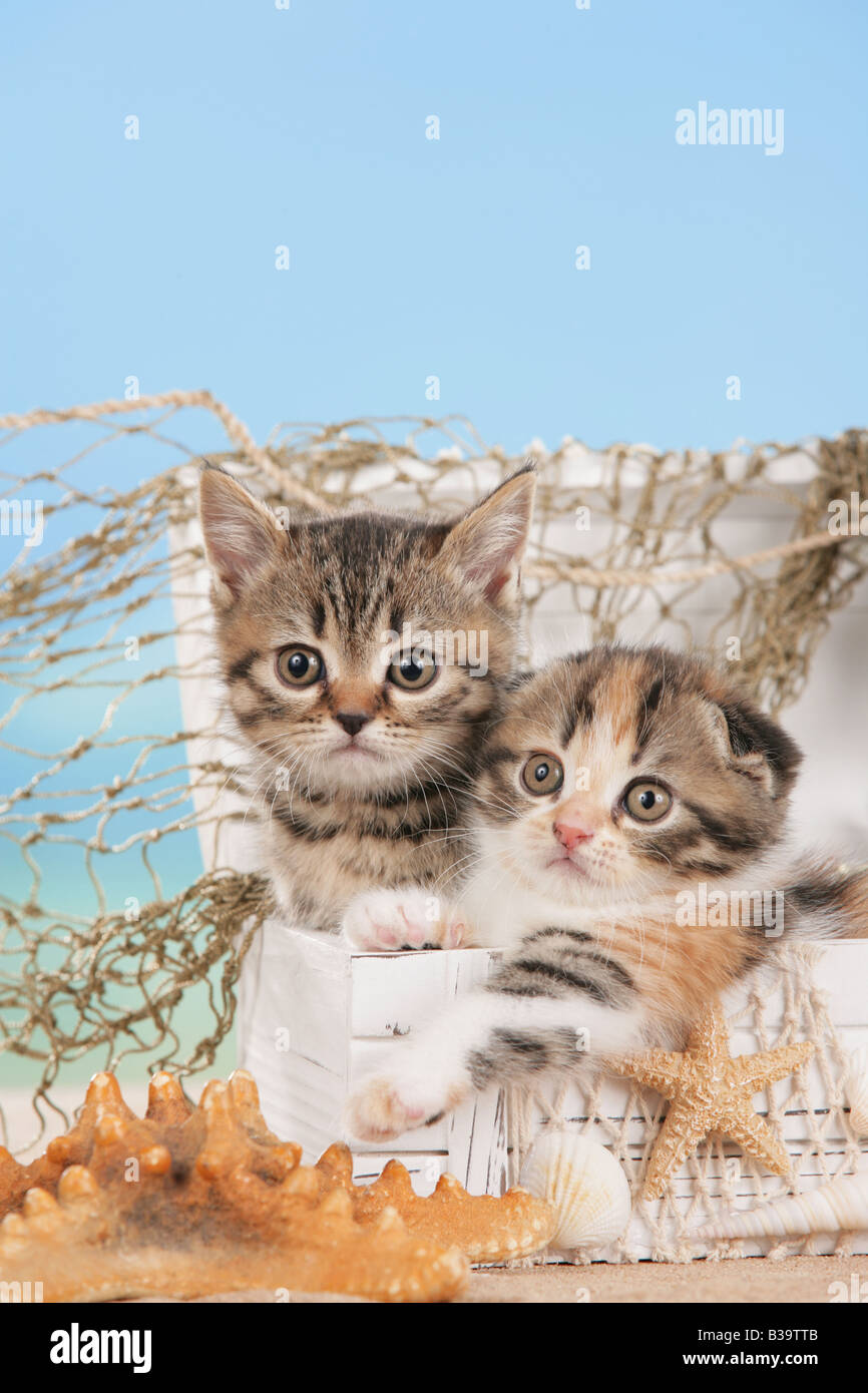British Shorthair kitten and Scottish fold kitten in box Stock Photo