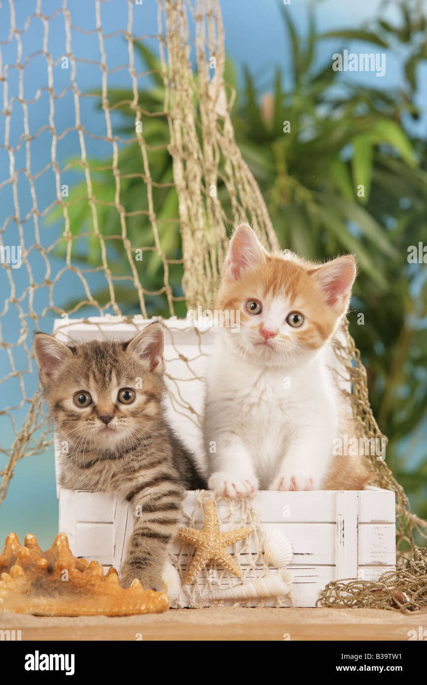 two young British Shorthair cats in box Stock Photo