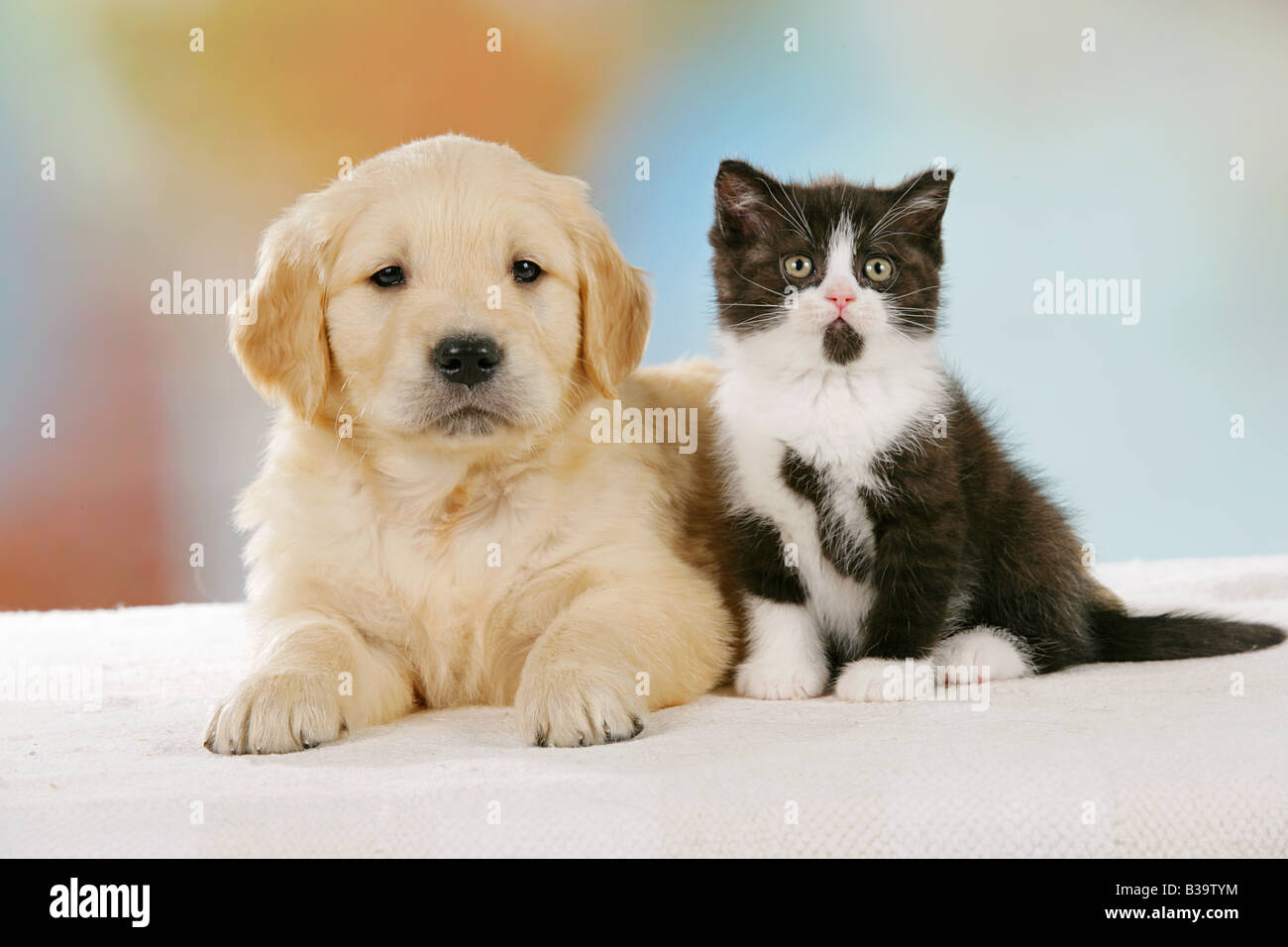 Animal Friendship Golden Retriever Puppy And Britsh Shorthair