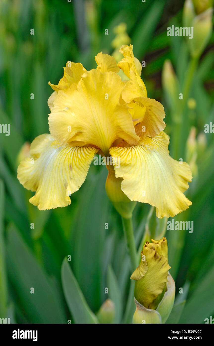 Yellow Iris growing at Manito Park in the City of Spokane in Washington State, United States of America Stock Photo
