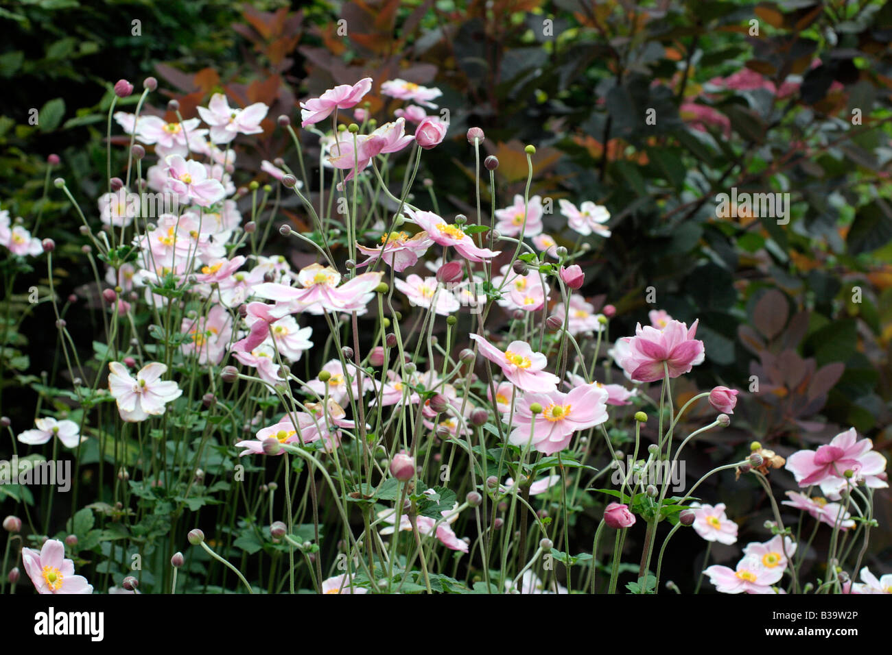 ANEMONE X HYBRIDA PINK FORM Stock Photo - Alamy