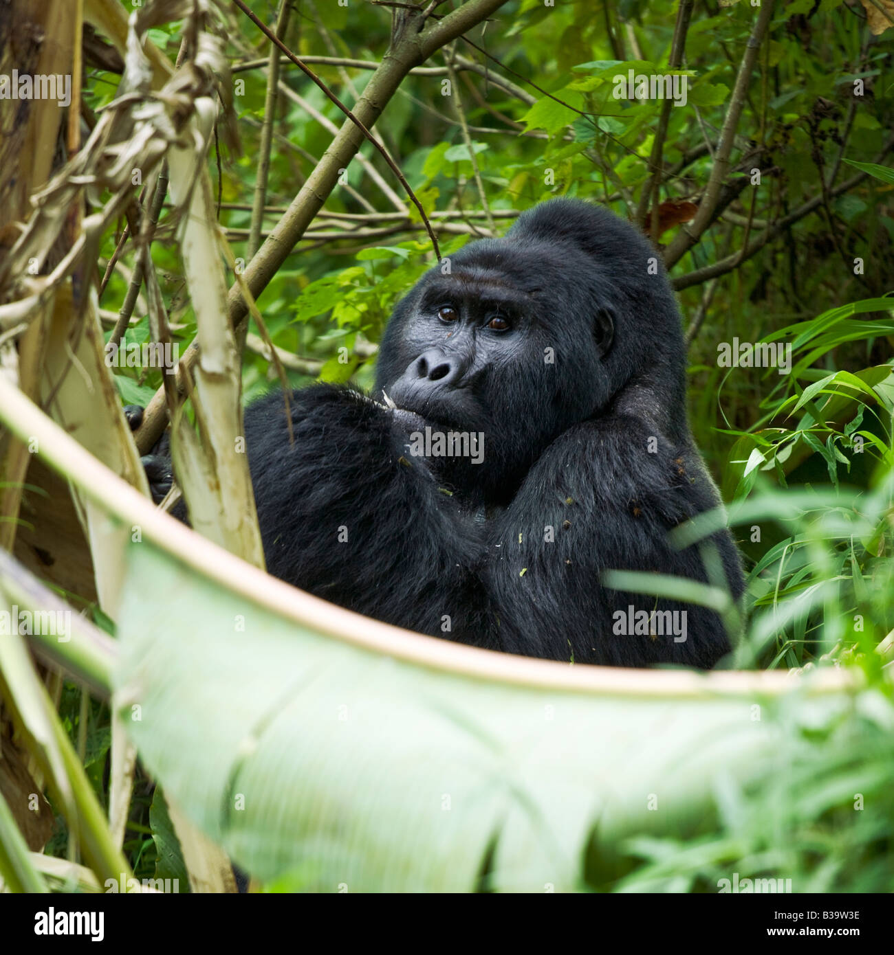 Mountain Gorilla Stock Photo