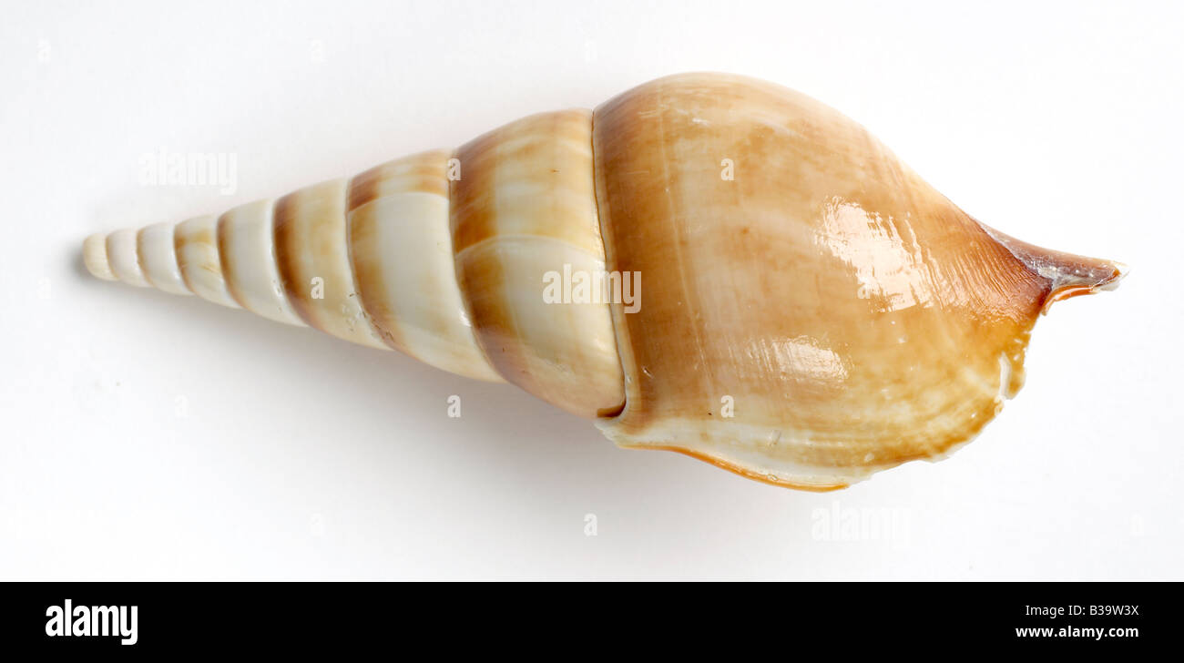 Seashell Seashell mollusk Stock Photo