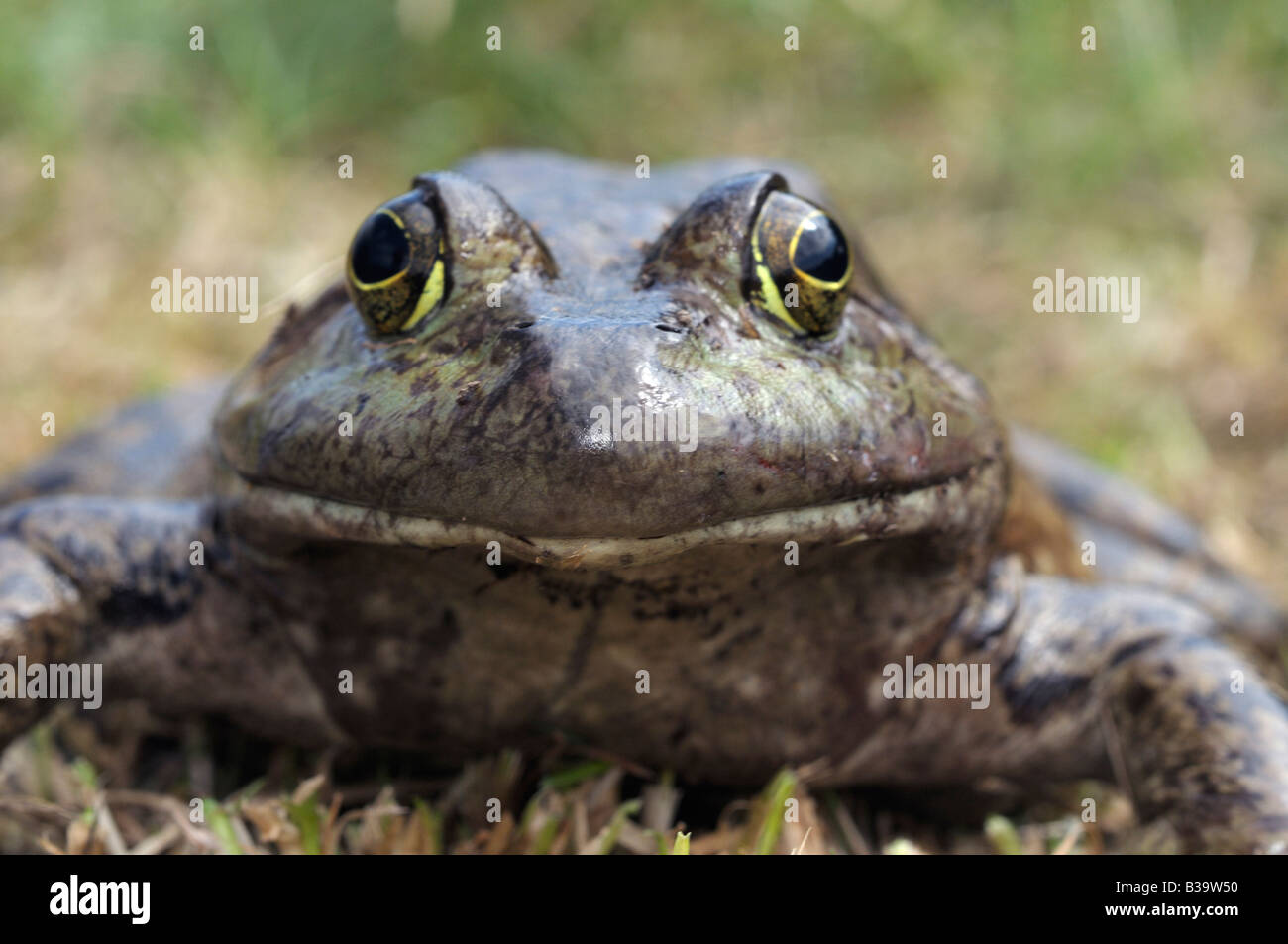 American Bullfrog (Rana catesbeiana, Lithobates catesbeianus), portrait of female Stock Photo