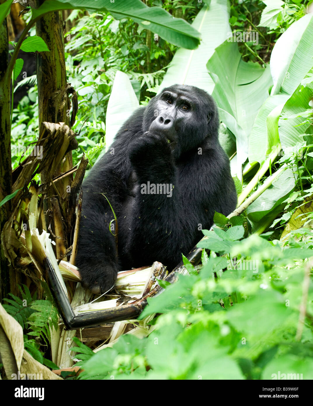 Mountain Gorilla Stock Photo