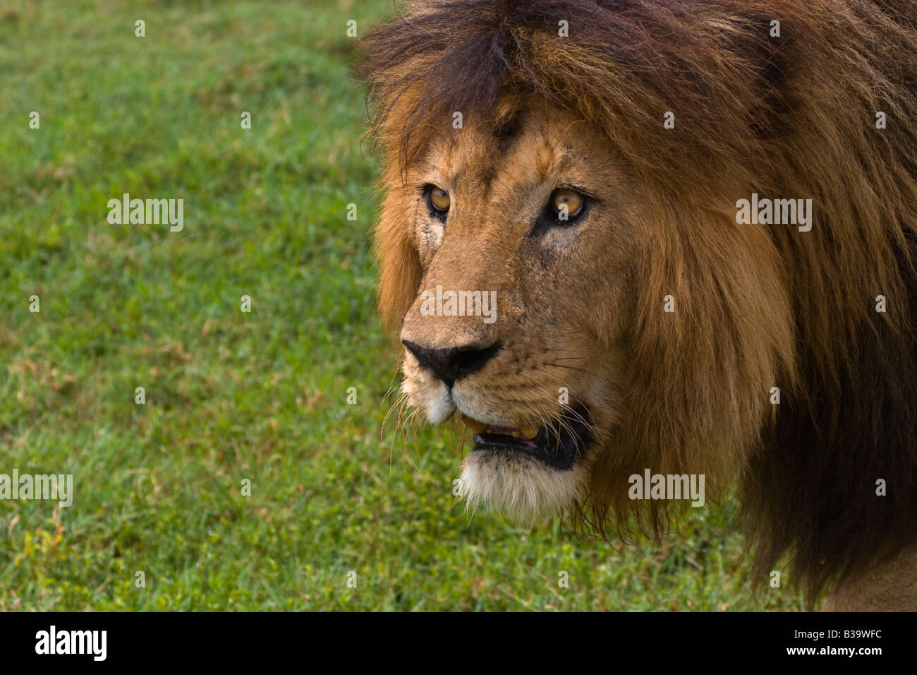 An adult male AFRICAN LION Panthera Leo stalks its prey NGORONGORO CRATER TANZANIA Stock Photo