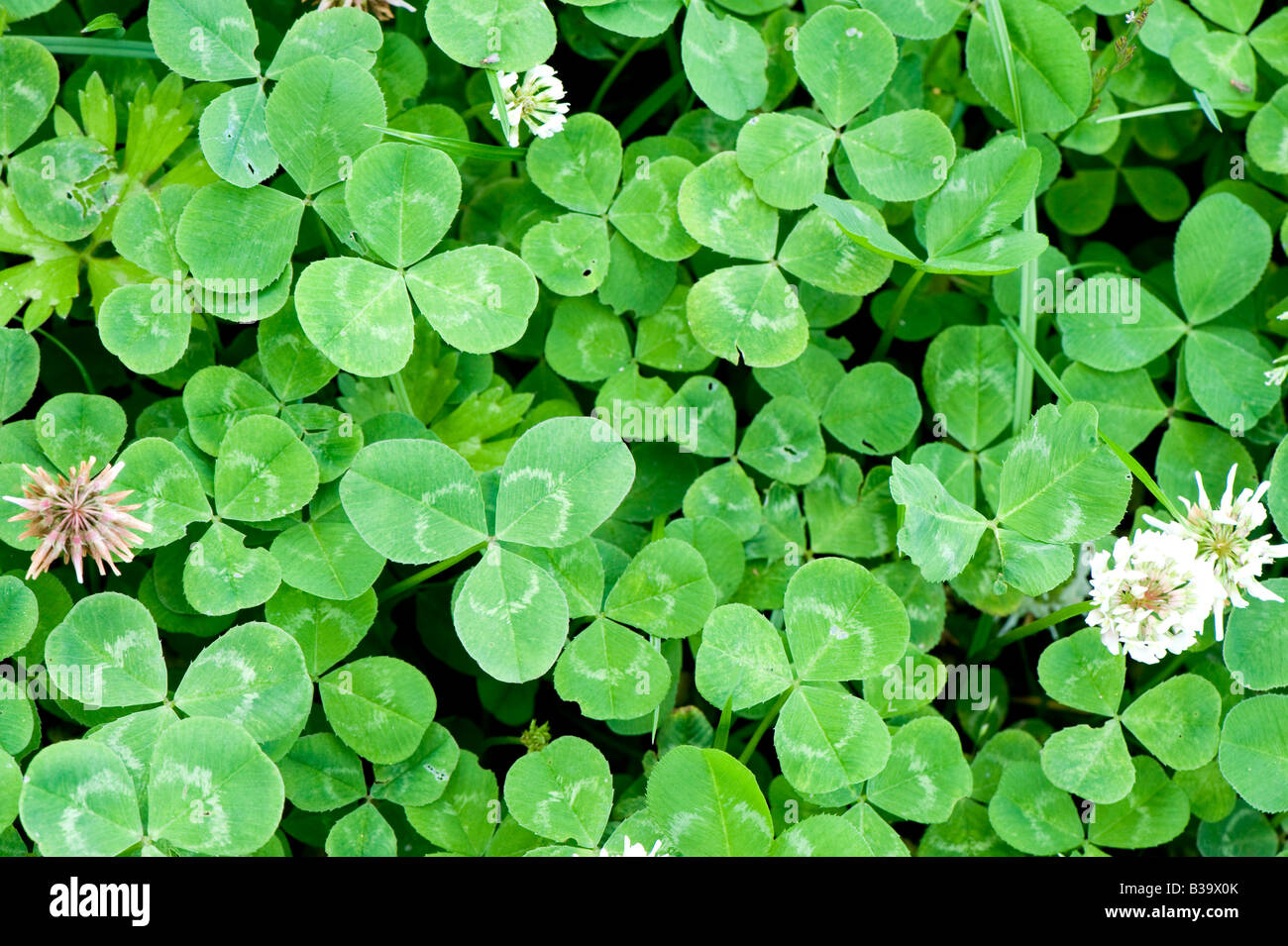 White clover flowering in a grass ley clover mixture Sedbergh Cumbria