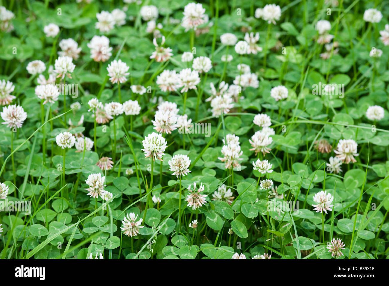 White clover flowering in a grass ley clover mixture Sedbergh Cumbria Stock Photo