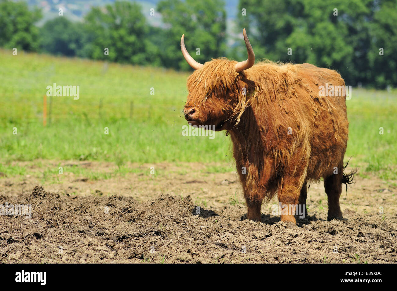 Highland bull hi-res stock photography and images - Alamy
