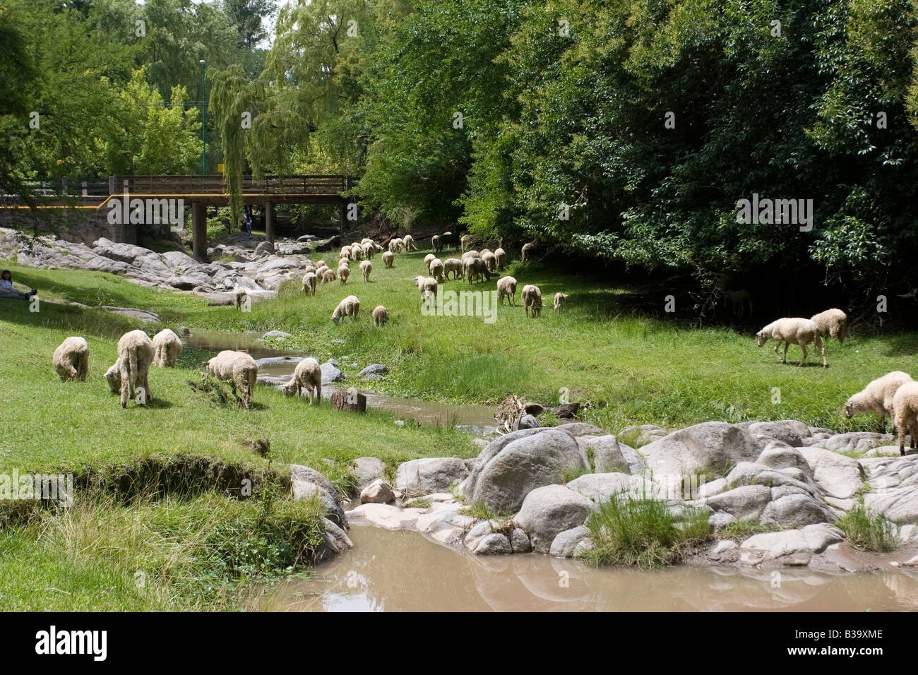 Sheep cattle grazing near a stream in Villa General Belgrano Calamuchita Cordoba Argentina Stock Photo